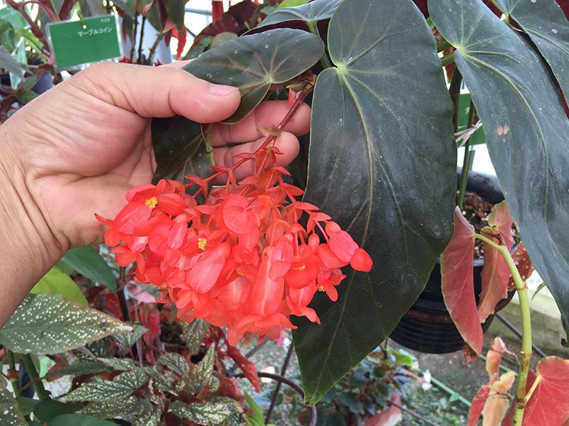 B. ‘Diana Orange’